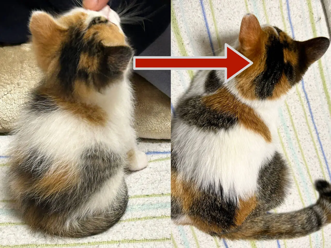 これぞ遺伝子の神秘！頭にアルファベットの文字を持つ猫ちゃん、あまり