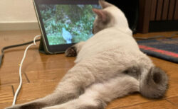 「これだから令和生まれは…」タブレットで動画を見る猫ちゃん、その視聴スタイルが現代っ子すぎると話題に