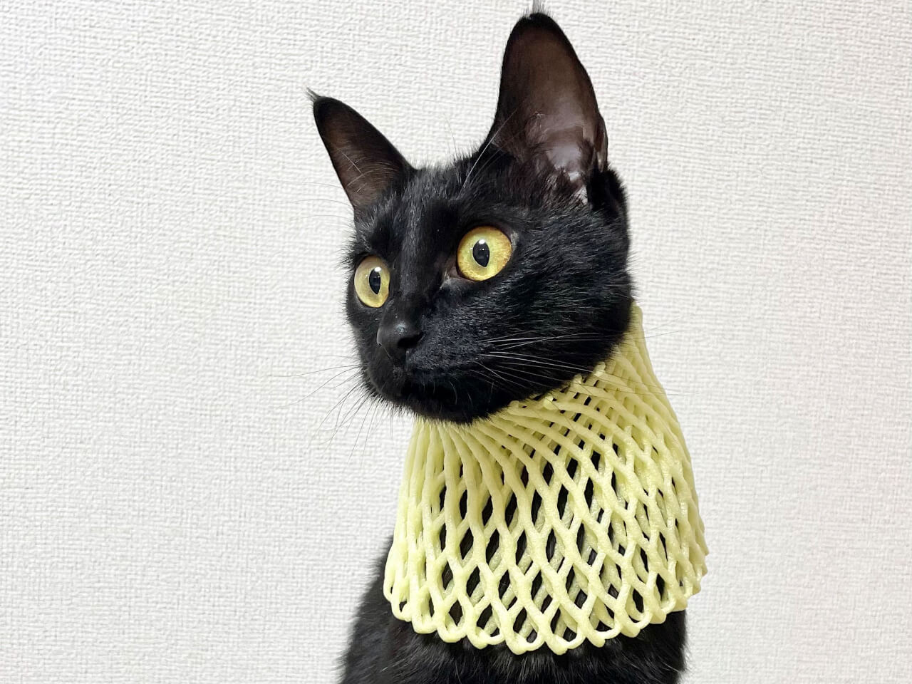 果物を入れるネットに意外な使い道が…！バステト神と化した黒猫の神々