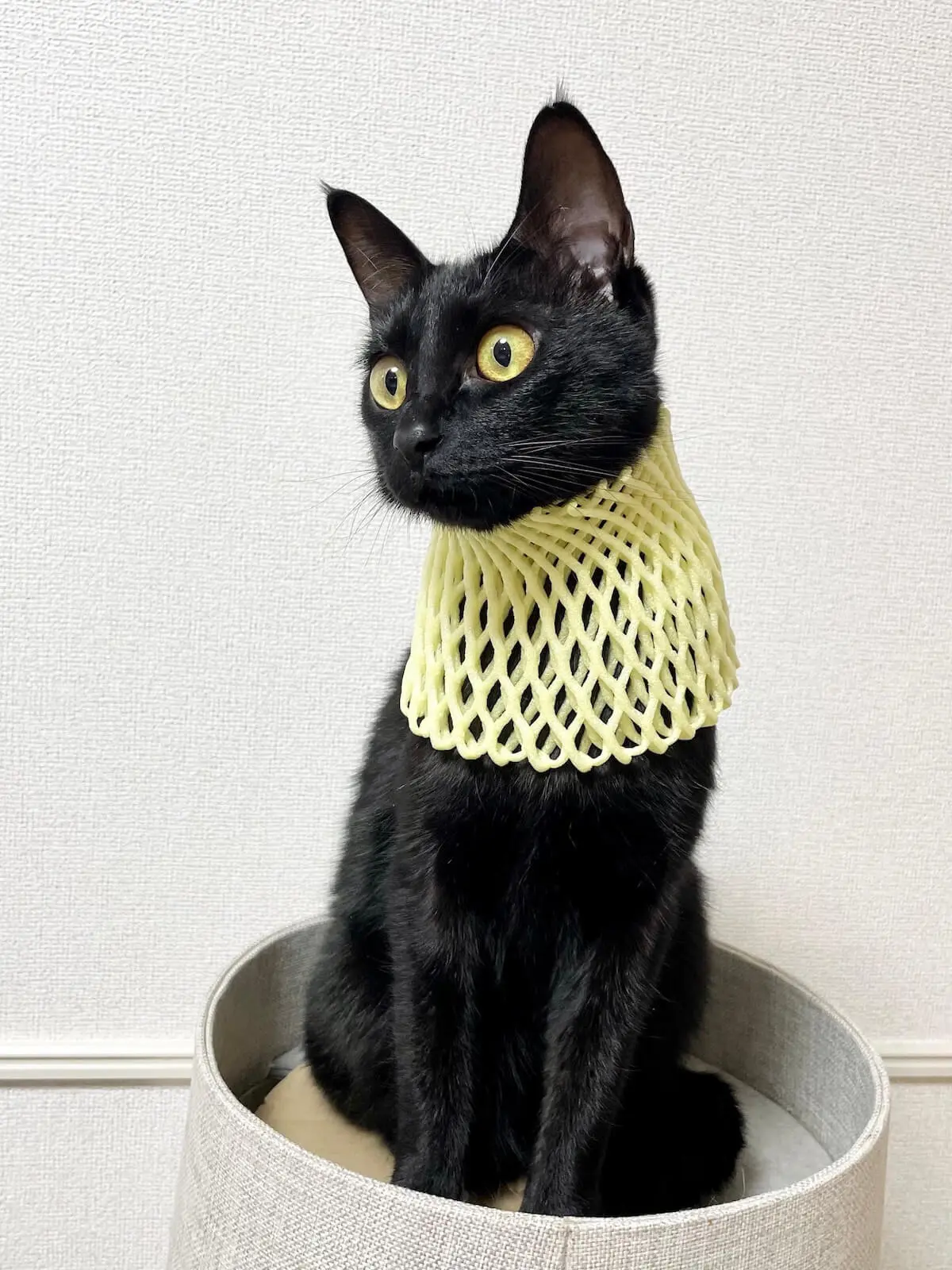 果物を入れるネットに意外な使い道が…！バステト神と化した黒猫の神々