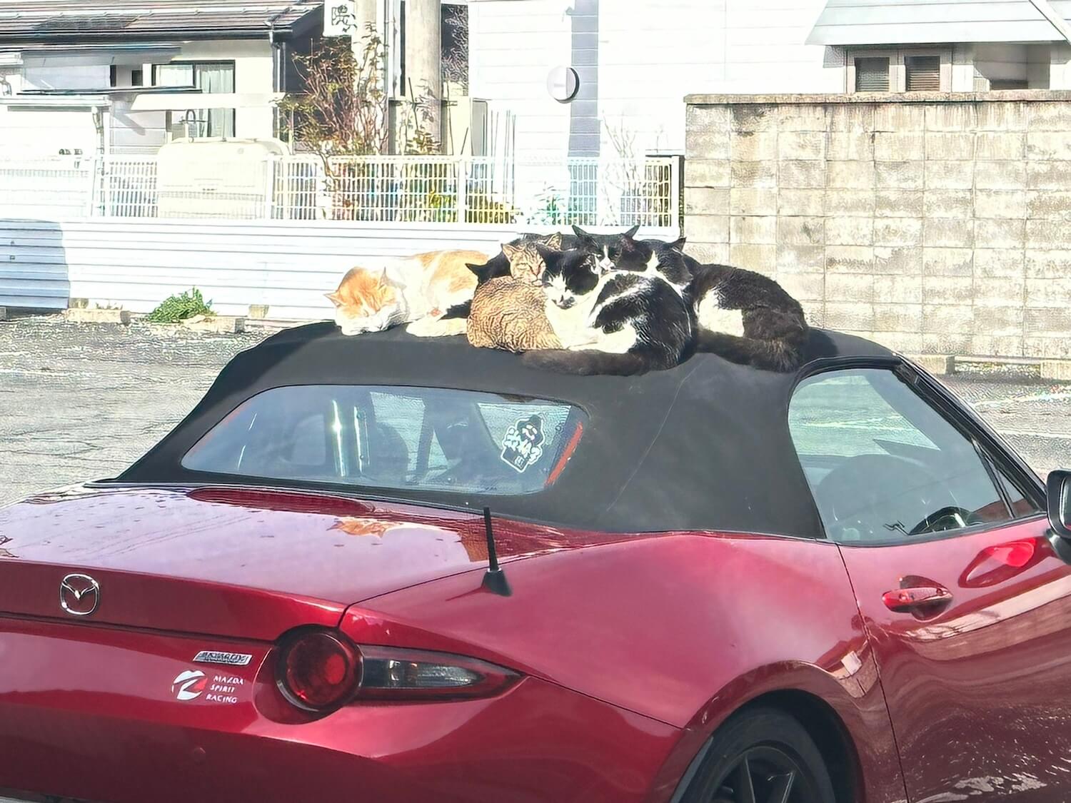 車の屋根の上で日向ぼっこする6匹の猫