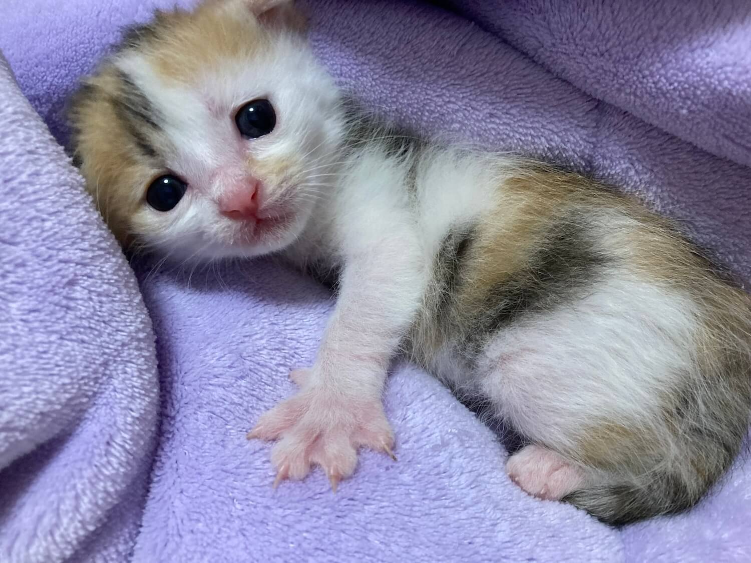 赤ちゃんの頃の三毛猫ななちゃん