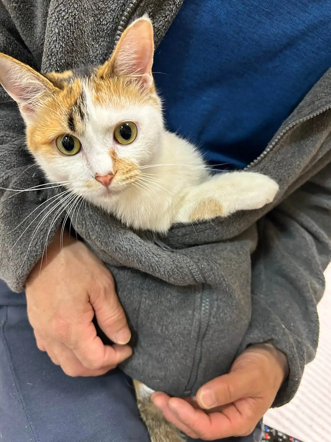 これぞ遺伝子の神秘！頭にアルファベットの文字を持つ猫ちゃん、あまり