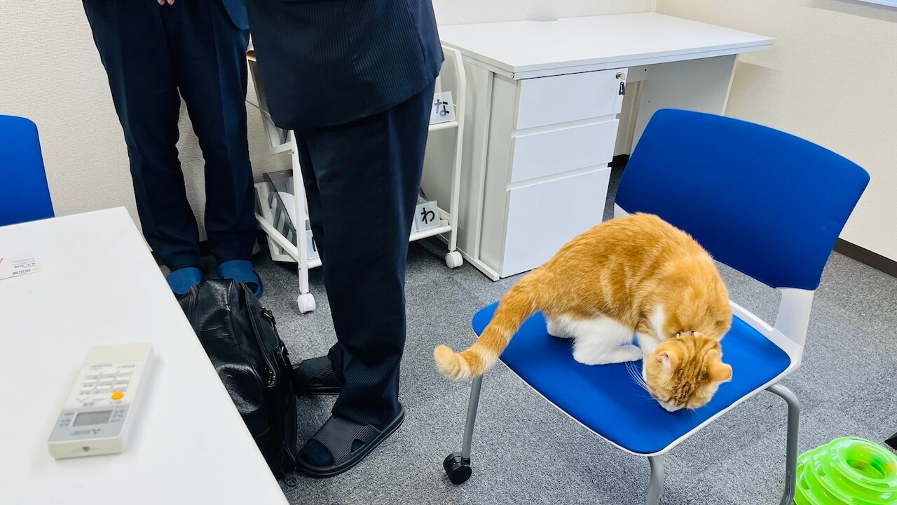 オフィスで猫を飼っている青木マーケ株式会社の社内