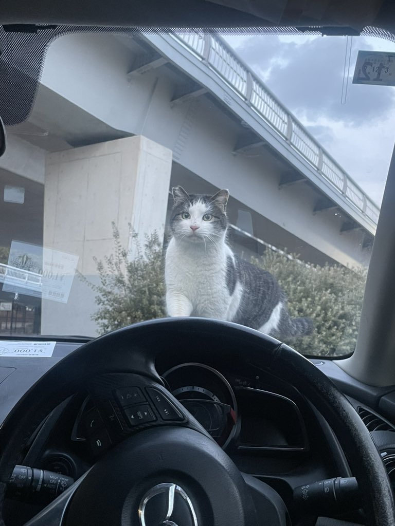 車の中にいる人を見て驚く猫ちゃん