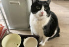 「私を味変ババアだと思ってる…」ごはんを少し残してふりかけ待ちをする猫ちゃんがグルメすぎた