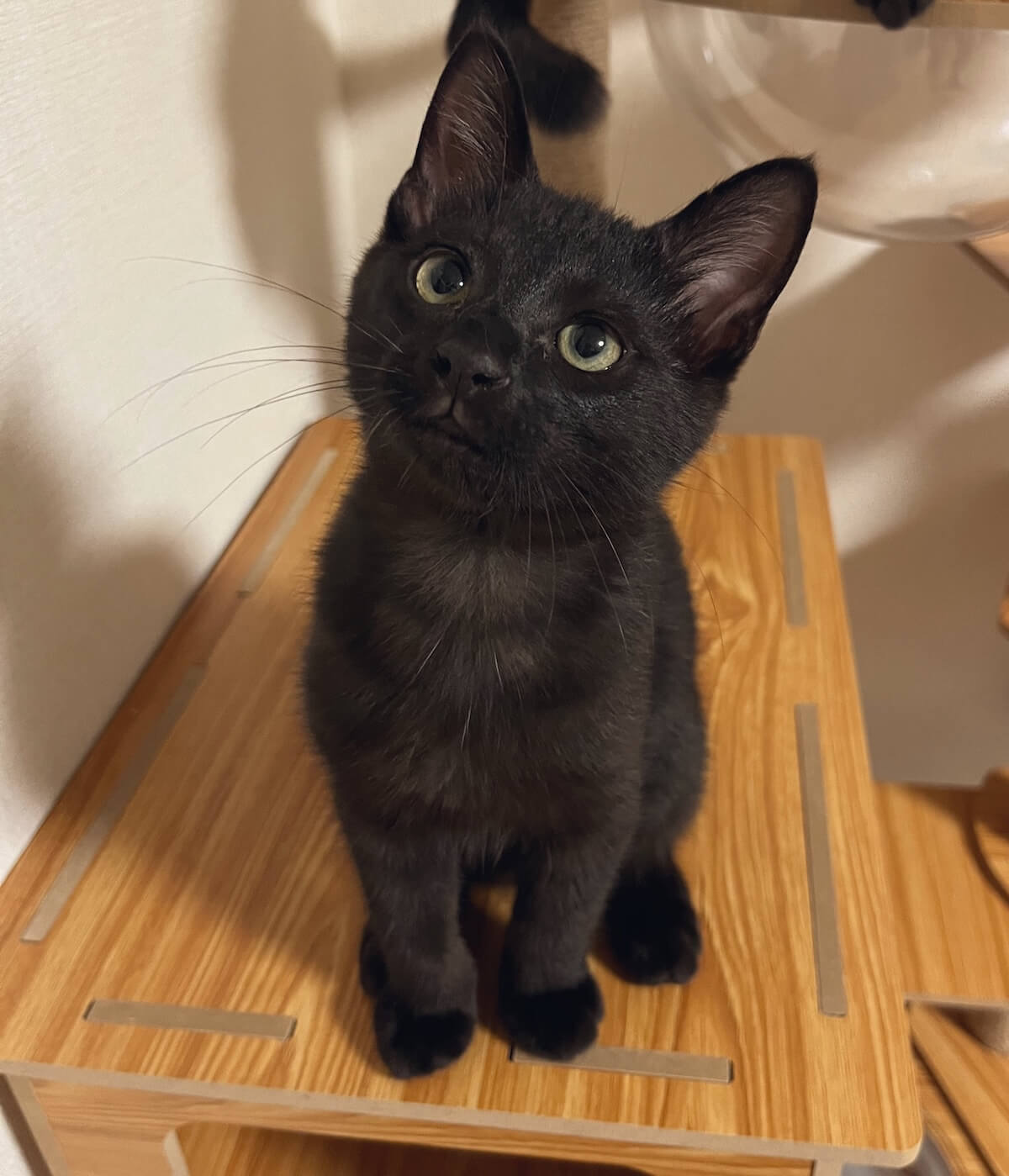 保護猫のくまはち君