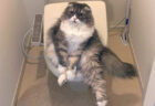 トイレのドアを開けたら…座っていたのは猫だった！飼い主も爆笑した奇妙な行動のワケとは？