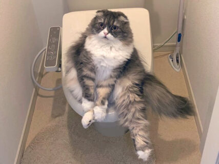 トイレのドアを開けたら…座っていたのは猫だった！飼い主も爆笑した奇妙な行動のワケとは？
