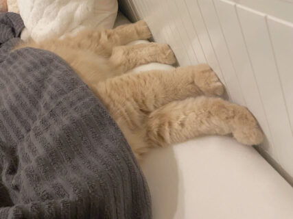 「アタマ隠して、アシ隠さず」布団をかぶって眠る猫ちゃん、足だけ全部はみ出す夏らしい寝相に共感の嵐