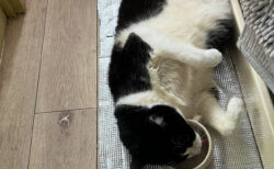 【気力ゼロ】暑くて転がっていた猫ちゃん、起きるのが面倒で仰向けのまま水を飲んでしまう