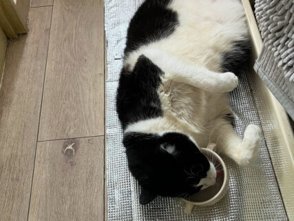 【気力ゼロ】暑くて転がっていた猫ちゃん、起きるのが面倒で仰向けのまま水を飲んでしまう