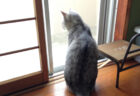 猫の障子破りがまさかの警察沙汰に…ご近所さんに通報されてしまった驚きの理由とは？