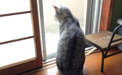 猫の障子破りがまさかの警察沙汰に…ご近所さんに通報されてしまった驚きの理由とは？