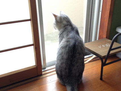 猫の障子破りがまさかの警察沙汰に…ご近所さんに通報されてしまった驚きの理由とは？