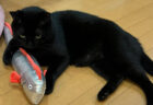 リュウグウノツカイは渡さニャい！けりぐるみに執着する黒猫ちゃん、ワガママかと思いきや実は弟想いの優しい猫だった