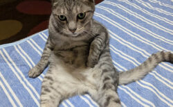 四次元ポケットから何か出てきそう！お腹に手をしまい込んだ猫ちゃんの奇抜なポーズに3.7万いいねの熱視線