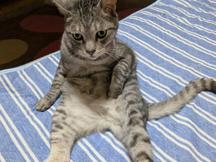 四次元ポケットから何か出てきそう！お腹に手をしまい込んだ猫ちゃんの奇抜なポーズに3.7万いいねの熱視線