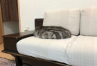「これは分かんないわ」クッションにしか見えない猫ちゃんの擬態っぷりがスゴすぎた