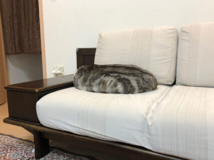 「これは分かんないわ」クッションにしか見えない猫ちゃんの擬態っぷりがスゴすぎた