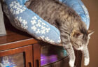 今にもこぼれ落ちそうな姿で眠り続ける猫ちゃん、危機感ゼロだけどオヤツの音に反応して起きてしまう