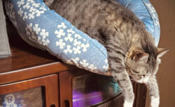 今にもこぼれ落ちそうな姿で眠り続ける猫ちゃん、危機感ゼロだけどオヤツの音に反応して起きてしまう