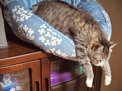 今にもこぼれ落ちそうな姿で眠り続ける猫ちゃん、危機感ゼロだけどオヤツの音に反応して起きてしまう