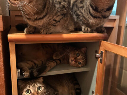 収納力MAXで定員オーバー！友人宅からもらってきた棚を占領する猫たちの姿に10万いいねの大反響