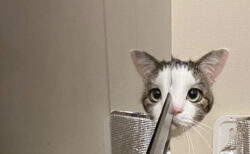 「ドリフか！」冷蔵庫に反射した猫ちゃんの顔が、志村けんの鏡コントみたいだと話題に