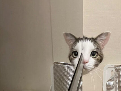 「ドリフか！」冷蔵庫に反射した猫ちゃんの顔が、志村けんの鏡コントみたいだと話題に