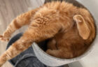 事件なのか寝ているだけなのか、猫ちゃんがホラーな格好でひっくり返っている意外な理由とは？