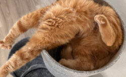 事件なのか寝ているだけなのか、猫ちゃんがホラーな格好でひっくり返っている意外な理由とは？