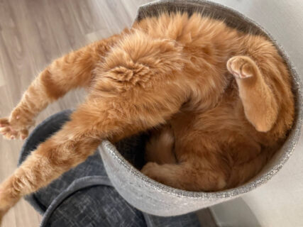 事件なのか寝ているだけなのか、猫ちゃんがホラーな格好でひっくり返っている意外な理由とは？