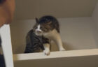 「旦那、すれ違い様にやんのかされてた」猫から理不尽に警告を受ける姿がシュールすぎてじわじわくる