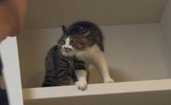 「旦那、すれ違い様にやんのかされてた」猫から理不尽に警告を受ける姿がシュールすぎてじわじわくる