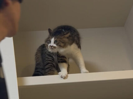 「旦那、すれ違い様にやんのかされてた」猫から理不尽に警告を受ける姿がシュールすぎてじわじわくる