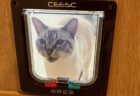 ドアの通り方が分からニャい「開けて～！」と必死に訴える猫ちゃんの姿が可愛すぎて17万いいねの大反響