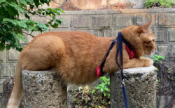 「触ってもいいんですか？」お腹を見せながら円柱ブロックでくつろぐ猫の姿にツッコミが殺到