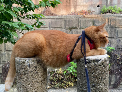 「触ってもいいんですか？」お腹を見せながら円柱ブロックでくつろぐ猫の姿にツッコミが殺到