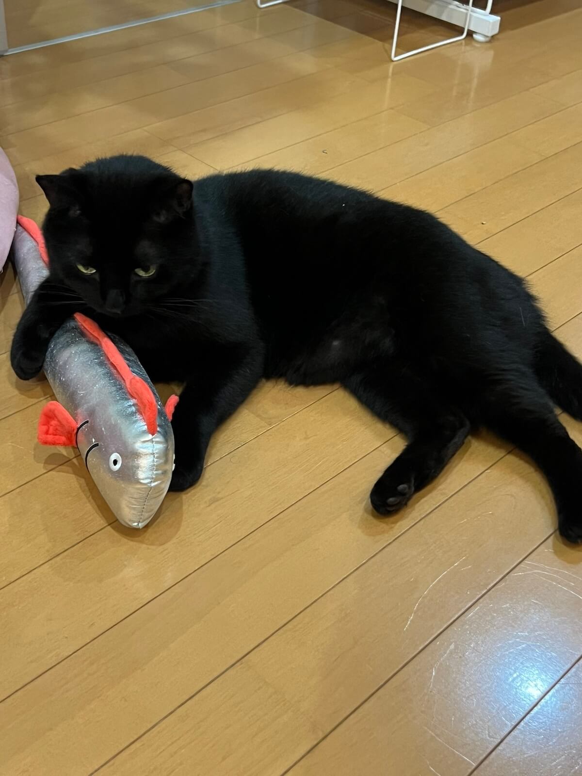 リュウグウノツカイをモチーフにしたけりぐるみを抱える黒猫ちゃん