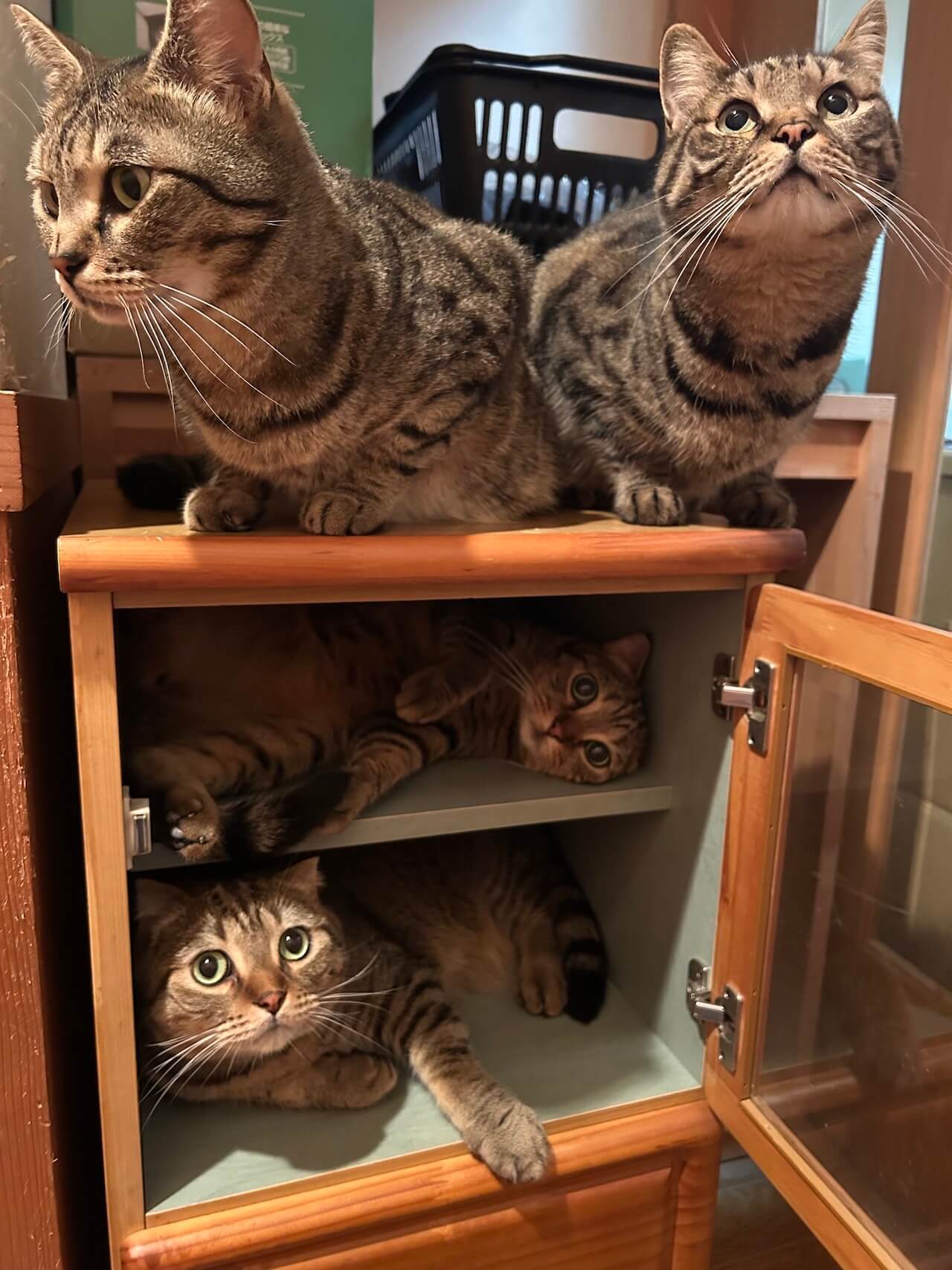 家に来た棚をあっという間に占領してしまった猫ちゃんたち