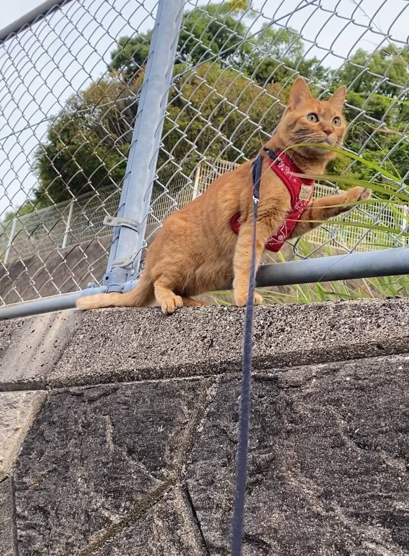 お散歩好きな茶トラ猫のつぶちゃん