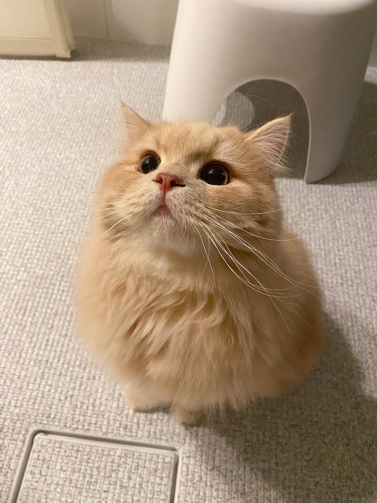 ラガマフィンのつみきちゃん