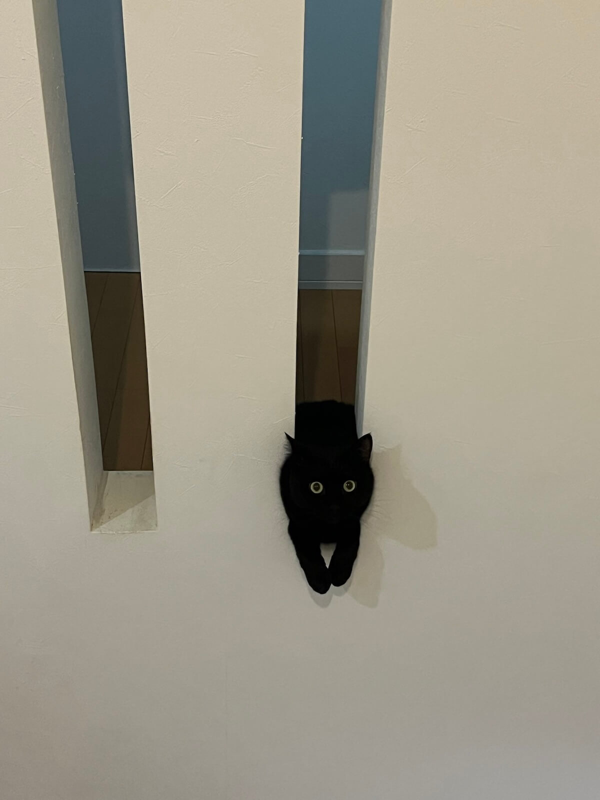 黒猫の空くん