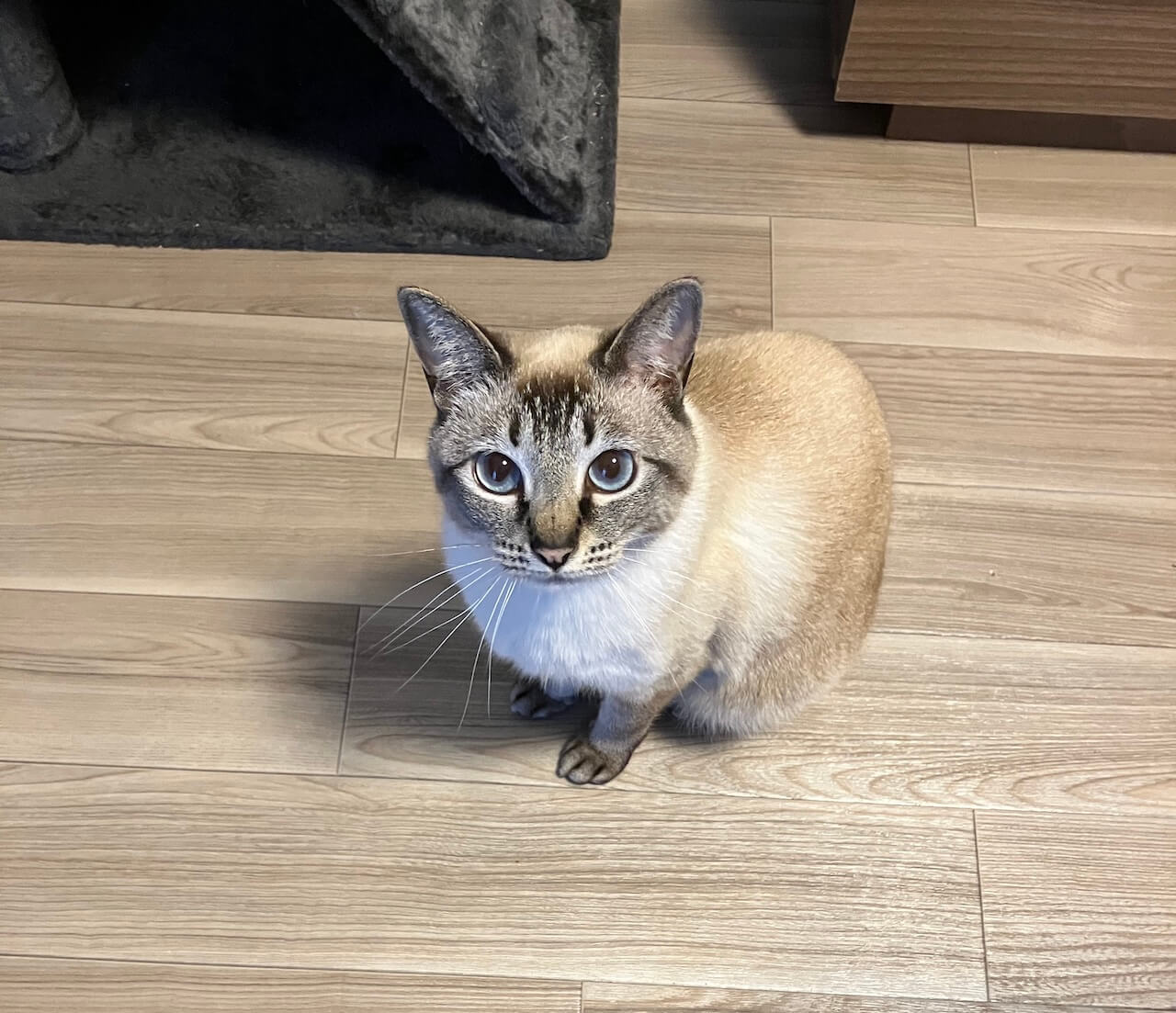保護猫のロロちゃん