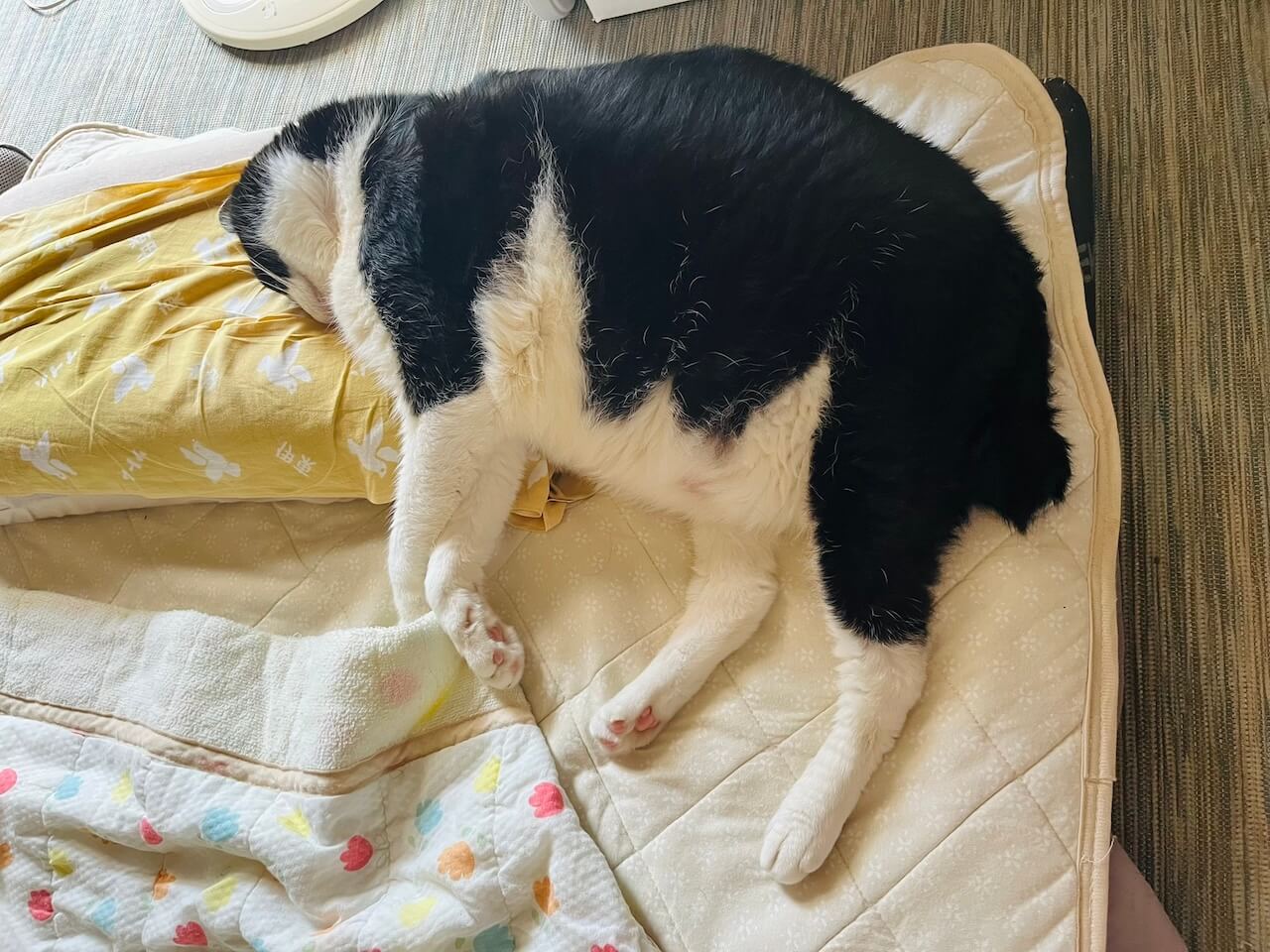 暑そうな格好で寝転ぶ猫ちゃん