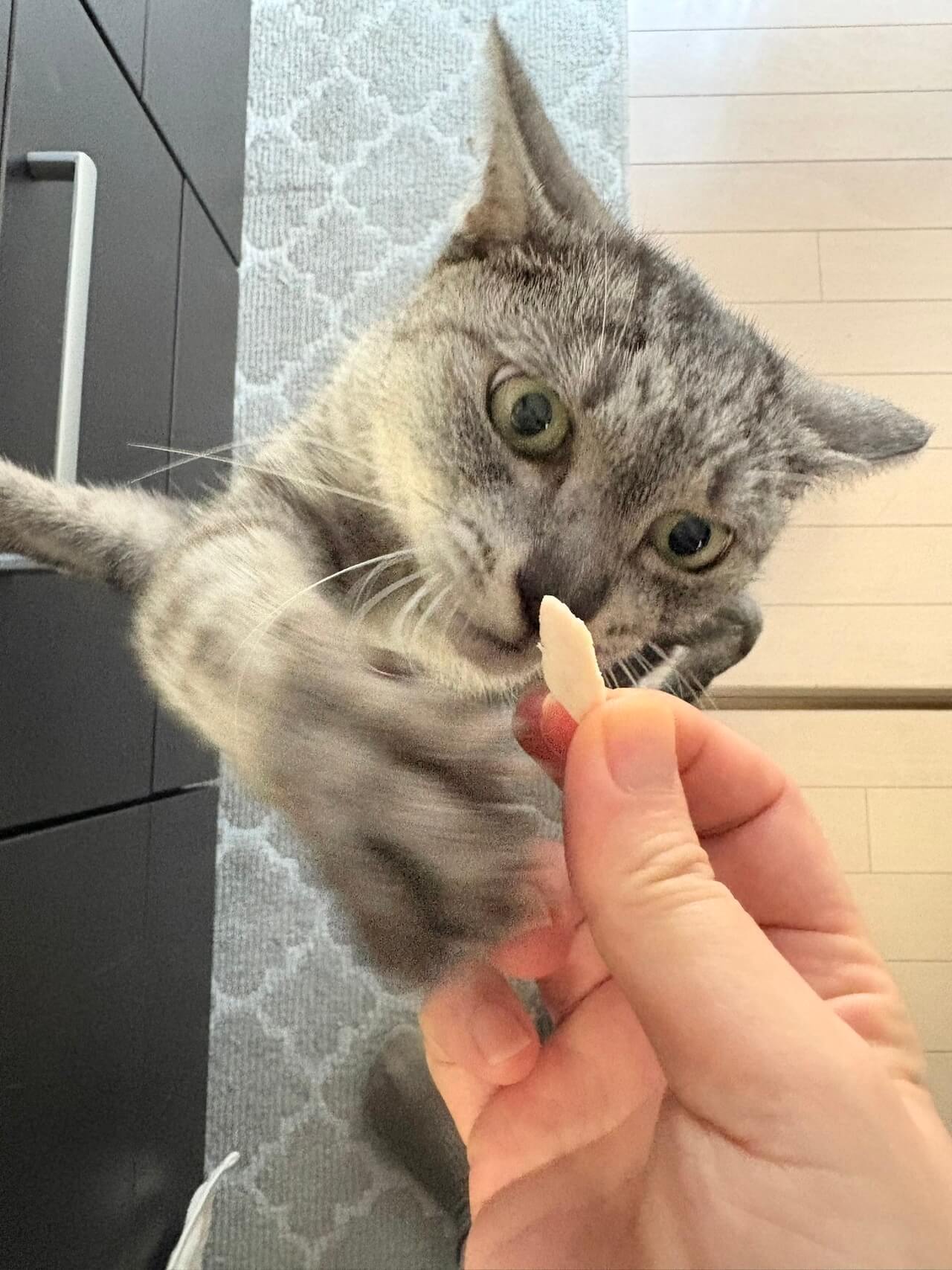 茹でたささみに手を伸ばすサバトラ猫のミロくん