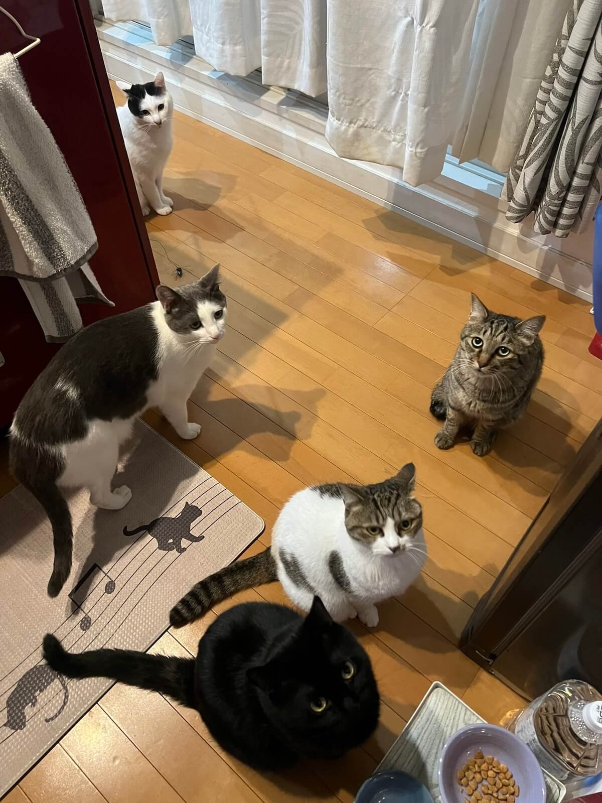 RaiRaiさんが飼っている5匹の猫
