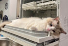 パナソニックの家電が猫ベッドに…？抜群のフィット感で食洗機を使いこなすネコの姿が可愛すぎた