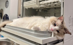 パナソニックの家電が猫ベッドに…？抜群のフィット感で食洗機を使いこなすネコの姿が可愛すぎた